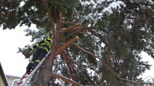 Odstranění větve stromu - 1.3.2016